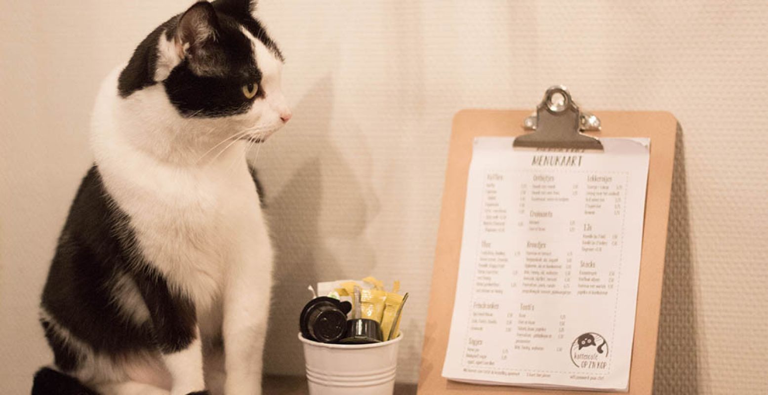 Voor een kopje en een koffie ga je naar het Kattencafé in Groningen. Foto: Kattencafé Op z'n Kop.