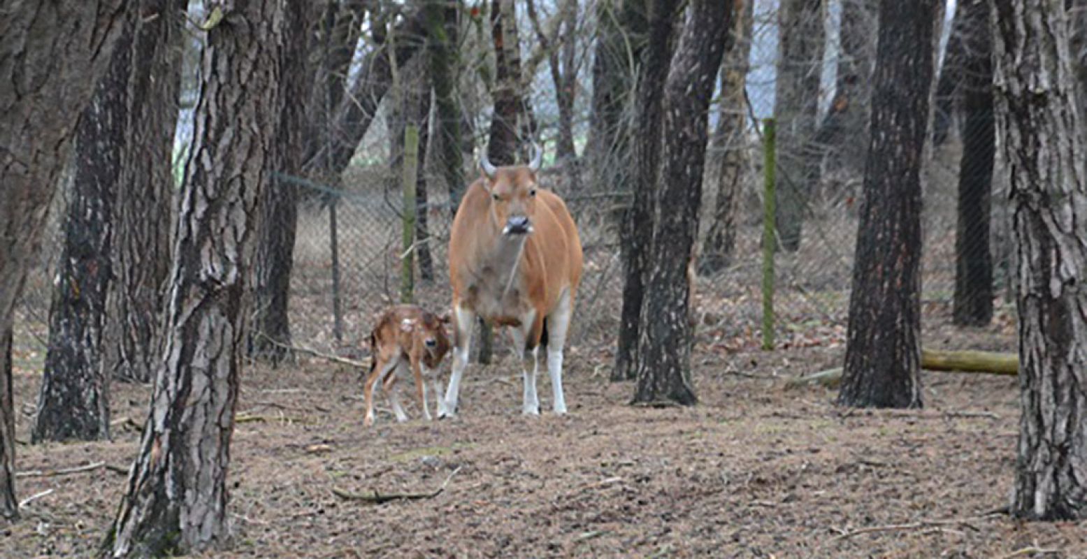 Bij de kudde bantengs in Safaripark Beekse Bergen loopt een kalfje mee! Foto: Safaripark Beekse Bergen