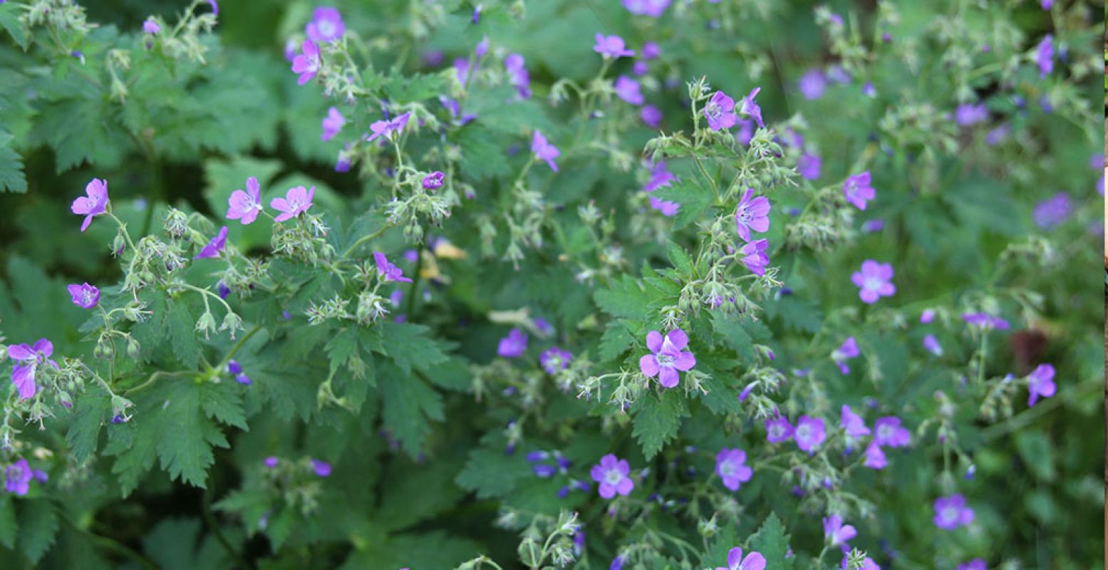 Doe inspiratie op bij de open tuinen en kijk welke plant mooi in dat ene hoekje van je eigen groene oase zou passen. Foto: DagjeWeg.NL