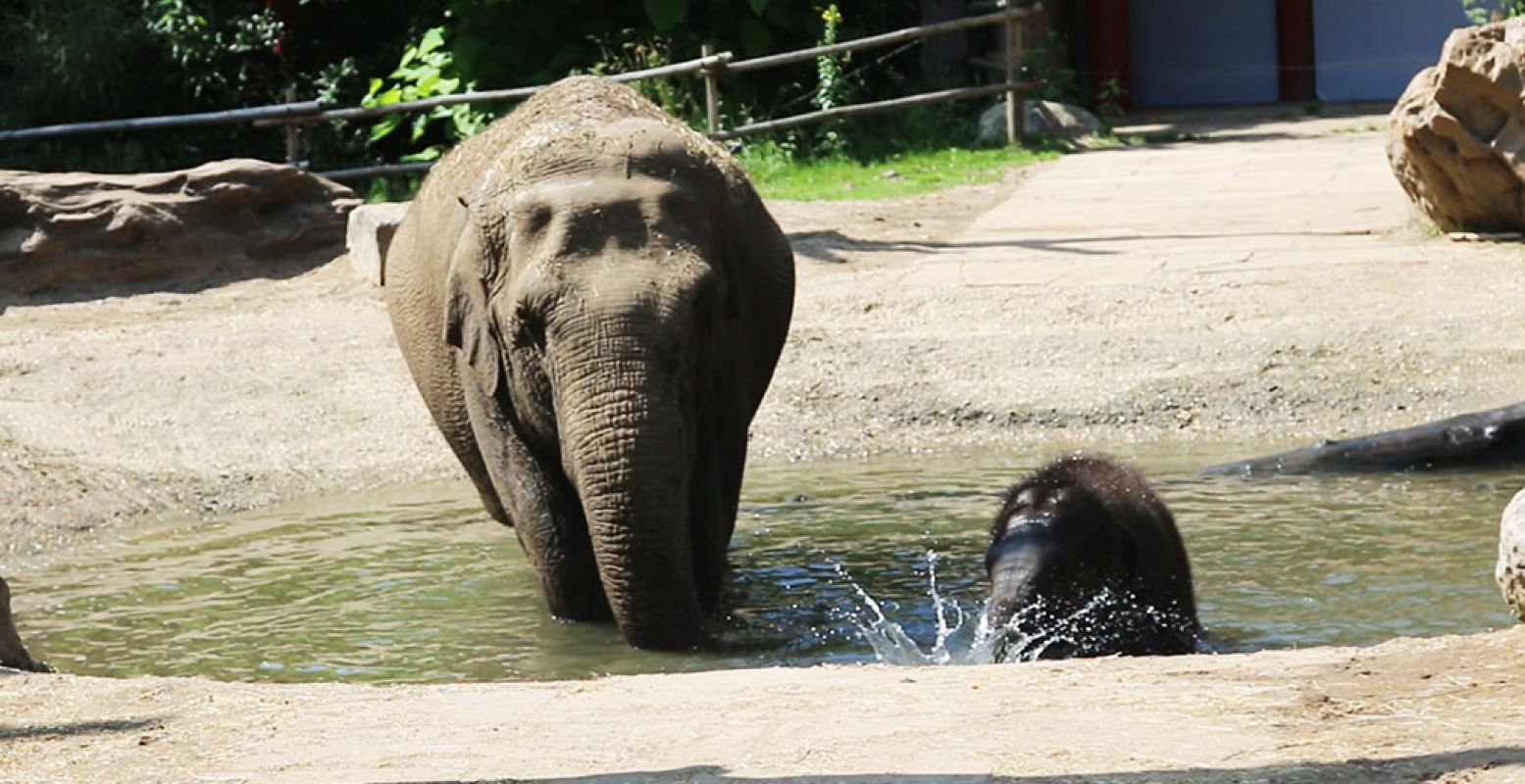 Olifanten hebben waterpret in DierenPark Amersfoort. Foto: DierenPark Amersfoort.